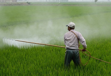 Pourquoi l'herbicide à feuilles larges est-il essentiel pour l'entretien des pelouses?