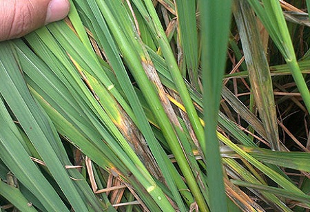 Comment choisir le meilleur engrais pour Paddy Crop?