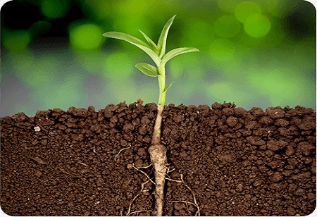 Stimulant bio pour les plantes: la révolution verte de l'agriculture moderne