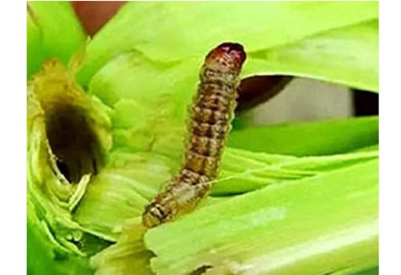 Comment utiliser correctement le benzoate d'émamectine 5?