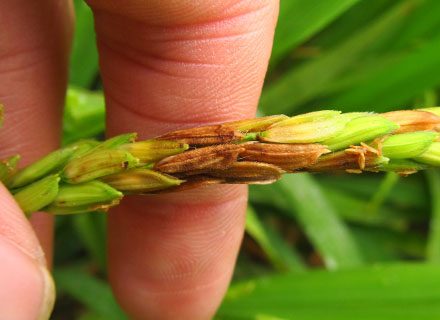 insecticide for rice