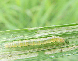 Rice armyworm