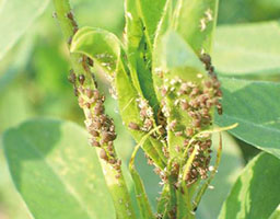 Aphids at seedling stage