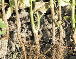 fiesta fludioxonil 25g l metalaxyl m 37 5gl fs insecticide for soybean root rot