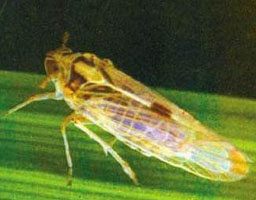fabia flonicamid 20 wdg insecticide for brown planthopper