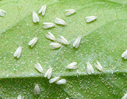 smash emamectin benzoate 1 8 tolfenpyrad 10 11 8 sc insecticide for tea aphids