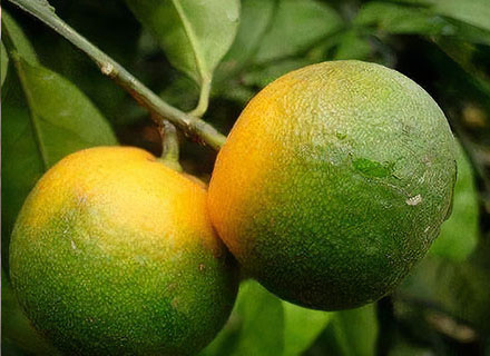 best fertilizer for citrus trees