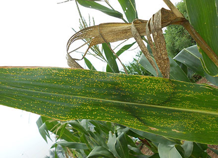 best fertilizer for corn after planting