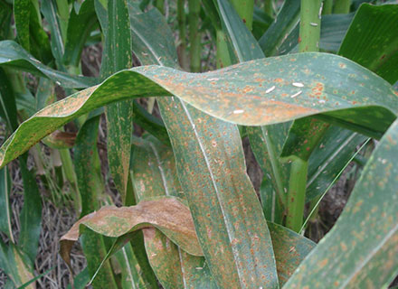 fungicide for corn
