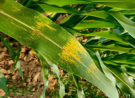 insecticide for corn