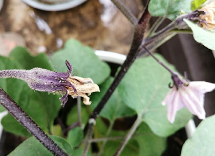 eggplant aphid
