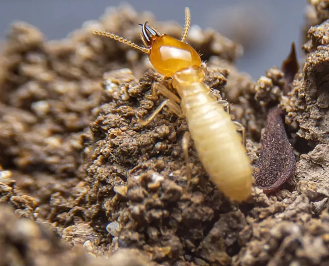 Insecticide pour les termites