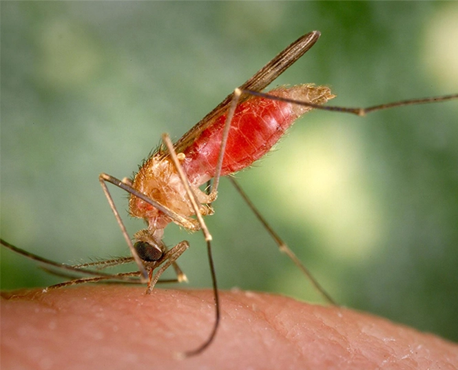 Insecticide pour le moustique