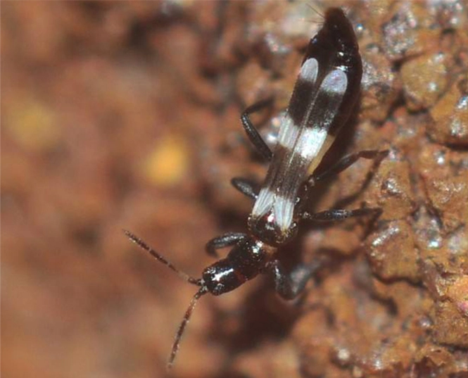 Insecticide pour les thrips