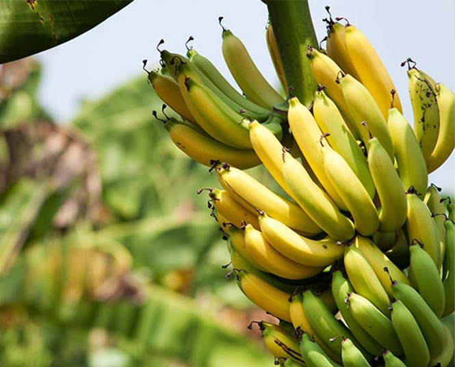 Insecticide pour la banane