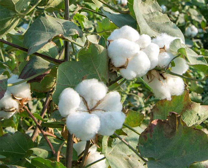 Insecticide pour le coton