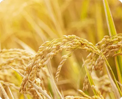 Les biostimulants augmentent le remplissage et la qualité des grains