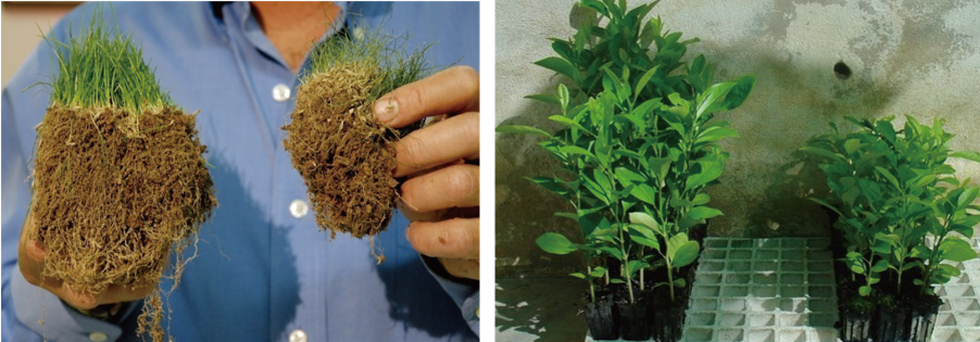 Arpha Gold<ALIMT >&reg;</ALIMT> – Utilizing Beneficial Fungi for Sustainable Farming