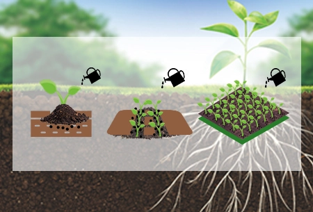 Or Arpha®-Utilisation de champignons bénéfiques pour une agriculture durable