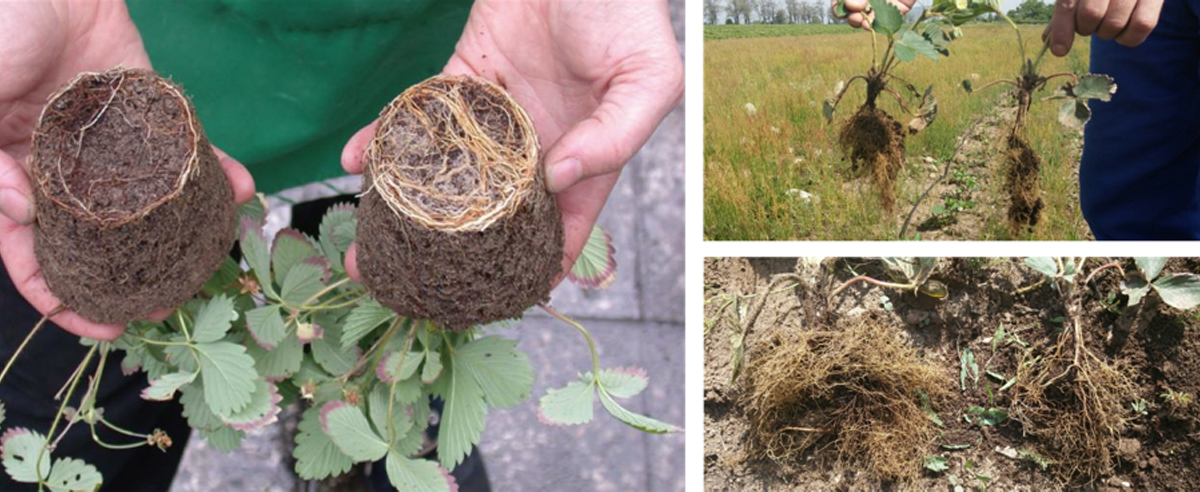 How-can-we-protect-crops-during-typhoon-season-07.jpg How-can-we-protect-crops-during-typhoon-season-07.jpg