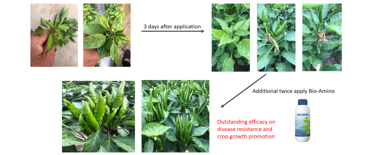 How-can-we-protect-crops-during-typhoon-season-09.jpg How-can-we-protect-crops-during-typhoon-season-09.jpg