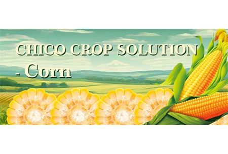 CHICO CROP SOLUTION-Maïs