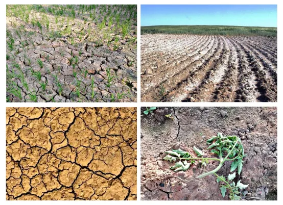 arphagold-enhance-root-health-tolerance-resistance-of-crops_02.png arphagold-enhance-root-health-tolerance-resistance-of-crops_02.png