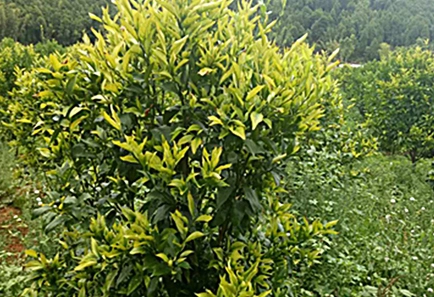 L'industrie mondiale des agrumes fait face à des maladies et à des défis climatiques