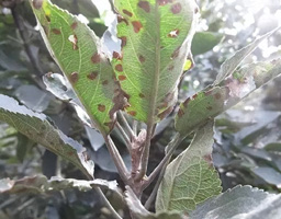 Alternaria Leaf Spot