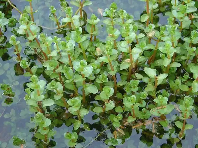 Rotala indica.
